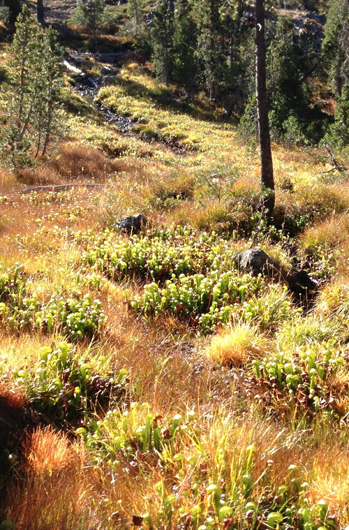 Darlingtonia