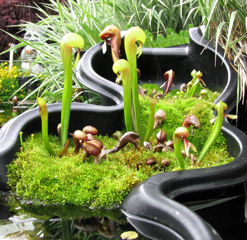 Darlingtonia