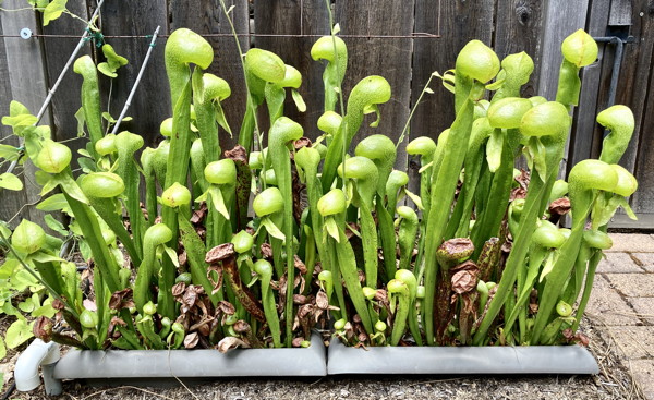 Darlingtonia pots