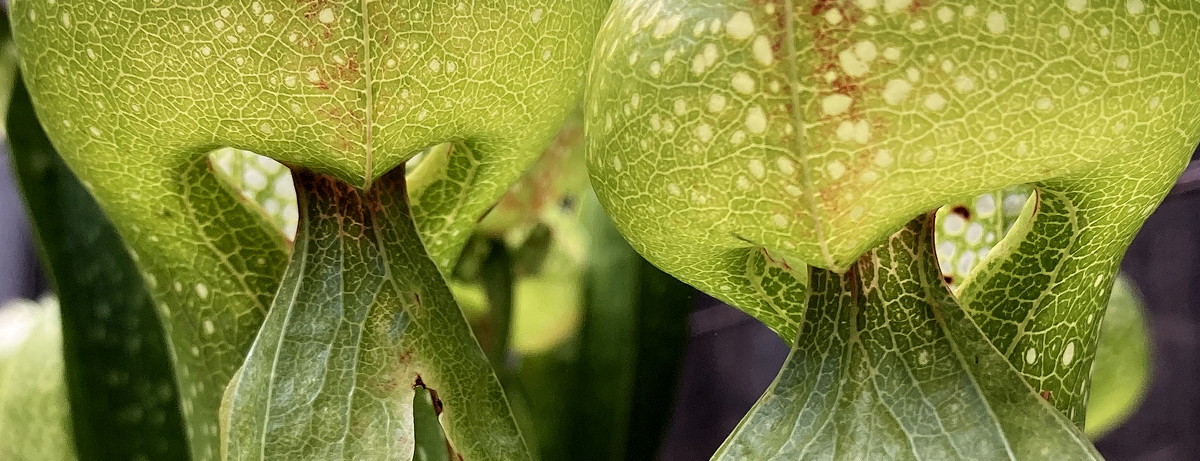 Darlingtonia