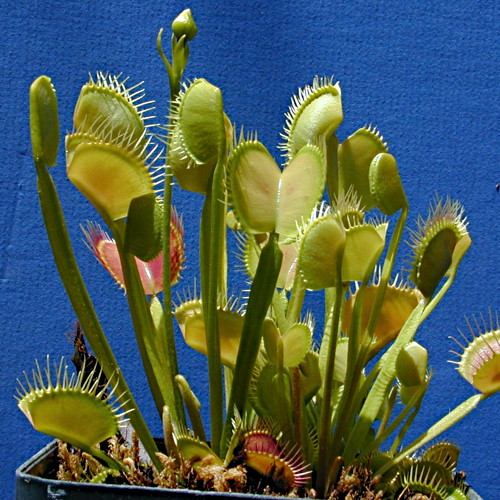 Seeds Muscipula Hot Flytrap Carnivorous Venus Plant 50Pcs Flower Dionaea