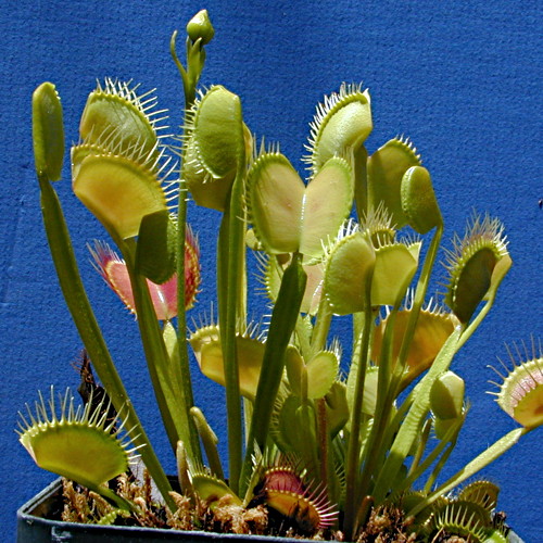 Dionaea Venus Flytrap Indoor House Plant Seed - 10 Seeds - Plants