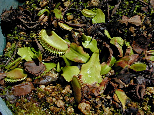 Dormant Dionaea muscipula
