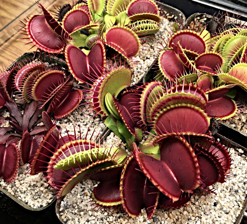 Dionaea muscipula