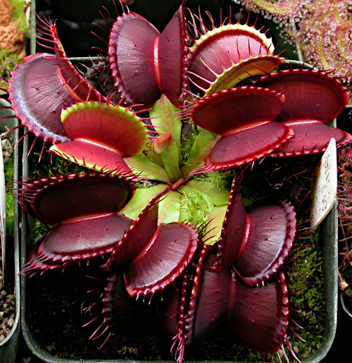 Dionaea Venus Flytrap Indoor House Plant Seed - 10 Seeds - Plants