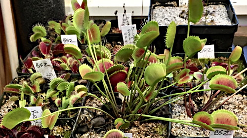 https://www.carnivorousplants.org/sites/default/files/images/GrowingGuides/DionaeaKMS.jpg