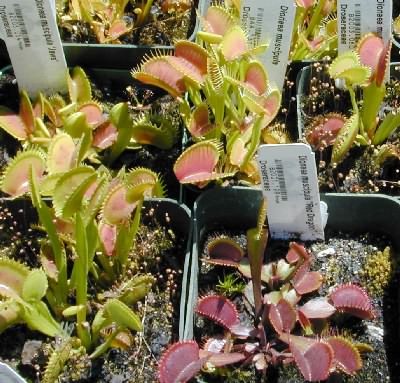 Dionaea Muscipula : culture, entretien, nourriture