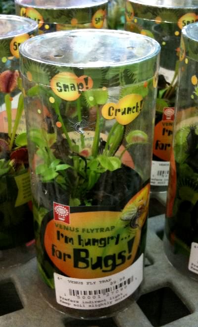 Dionaea trapped