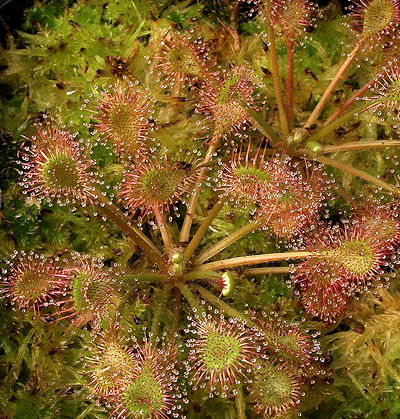 Drosera x beleziana