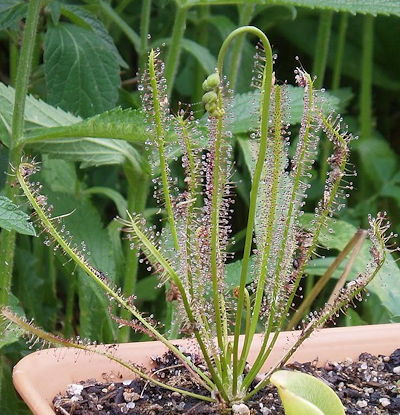 Drosera x hybrida