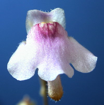 Genlisea hispidula