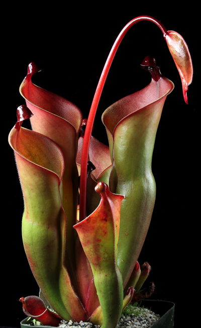 Heliamphora