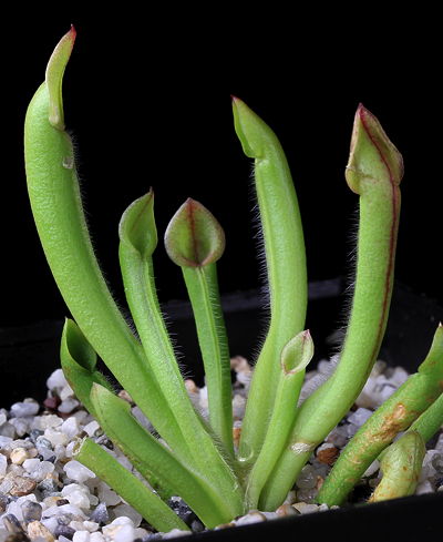 Heliamphora minor