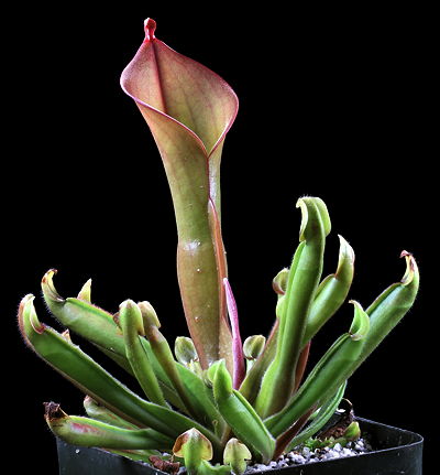 Heliamphora