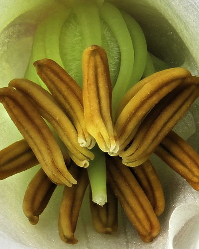 Heliamphora flower parts