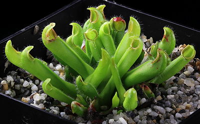 Heliamphora pulchella