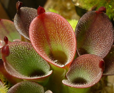 Heliamphora pulchella