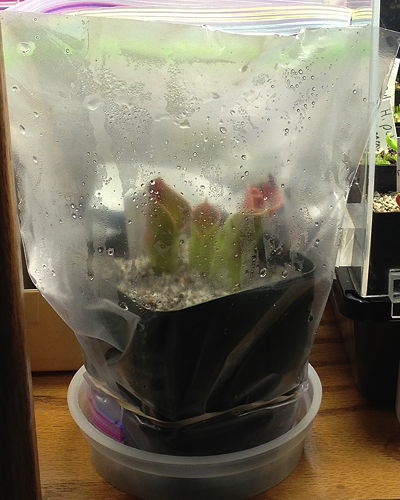 Bagged Heliamphora