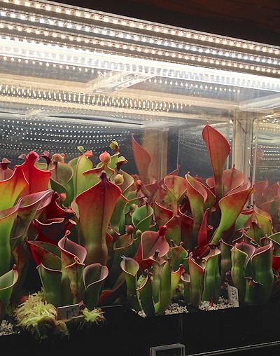 Heliamphora under LEDs