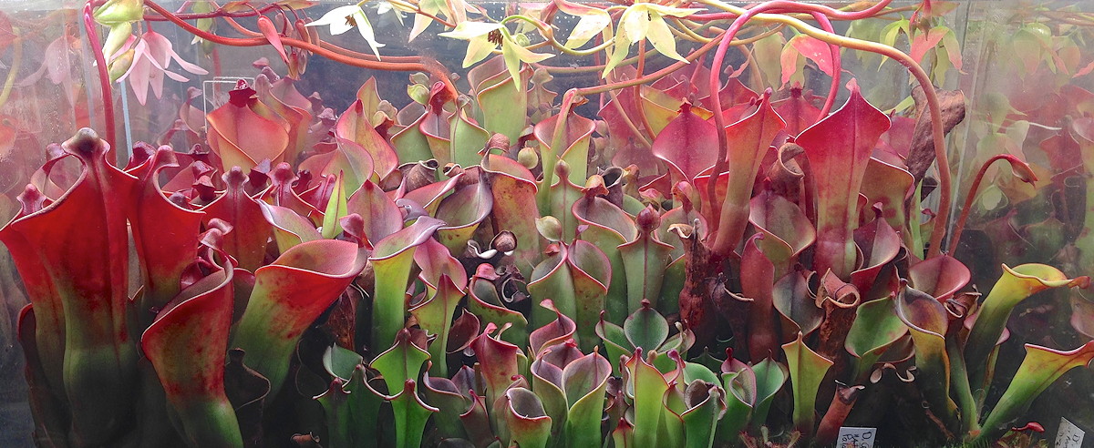 Heliamphora