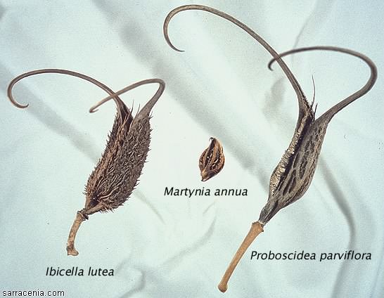 Ibicella Lutea RARE 3 graines GRIFFE DU DIABLE CARNIVORE H312 DEVIL'S CLAW SEEDS 