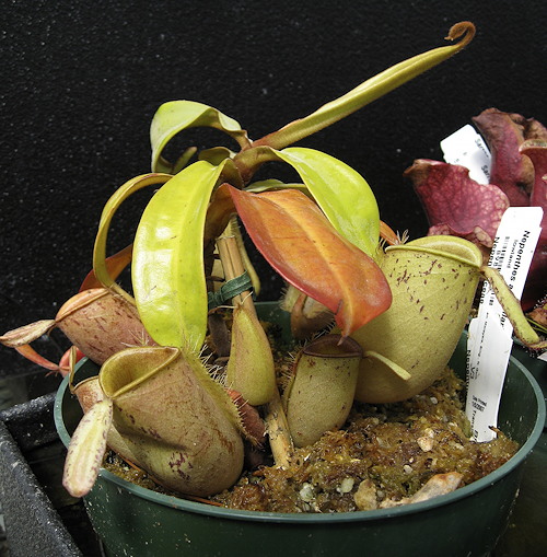 Nepenthes ampullaria