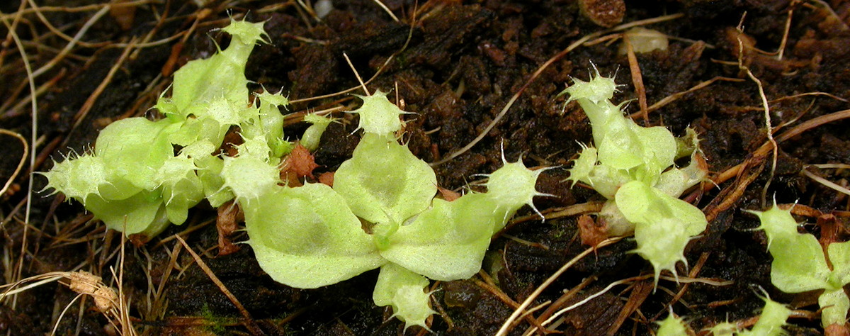 Nepenthes seedlings