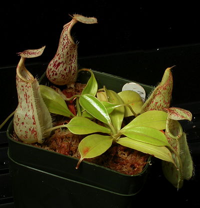 Nepenthes rafflesiana