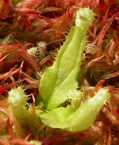 Nepenthes rafflesiana