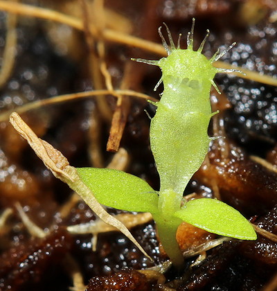 Nepenthes hybrid