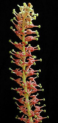 Nepenthes vetricosa