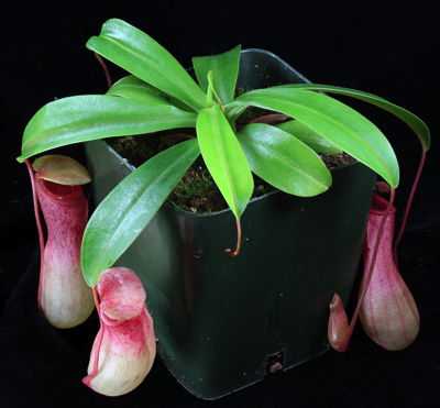 Nepenthes ventricosa