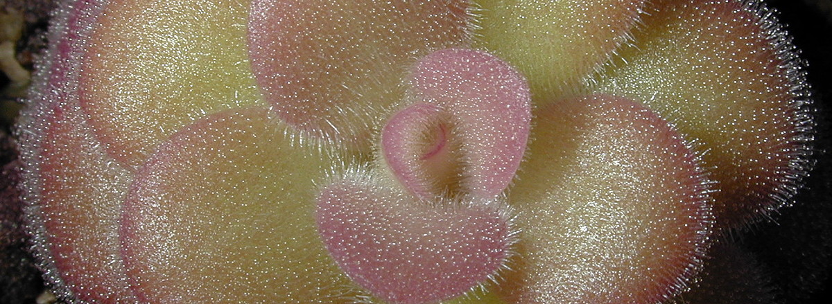 Pinguicula agnata