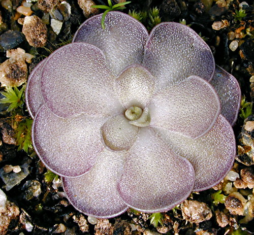 Pinguicula cyclosecta