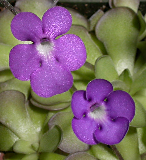 P. ehlersiae