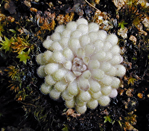 Pinguicula cyclosecta