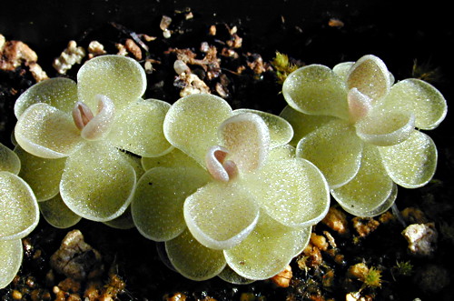 P. ehlersiae