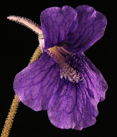 Pinguicula grandiflora