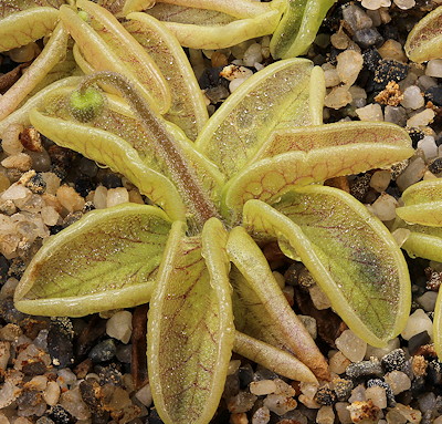 Pinguicula lusitanica