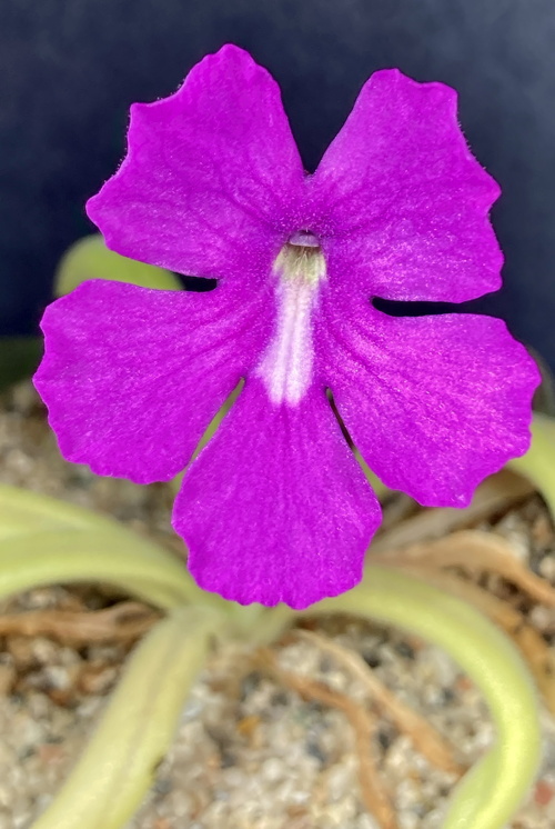 Pinguicula moctezumae x zecheri