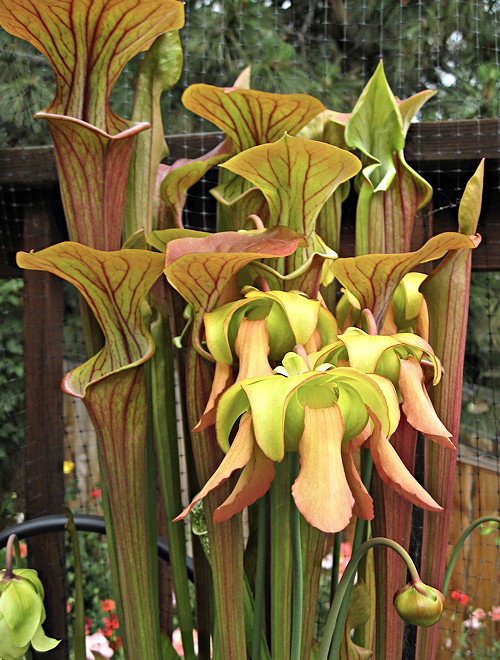 Sarracenia hybrid