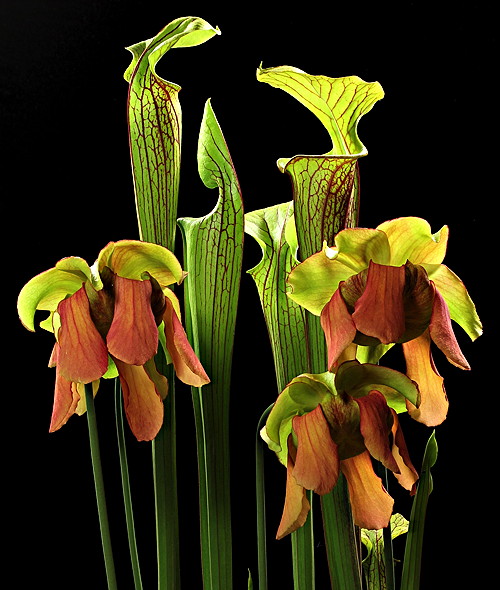 Sarracenia hybrid