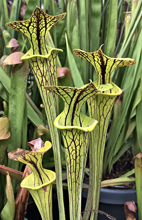 Sarracenia flava var ornata