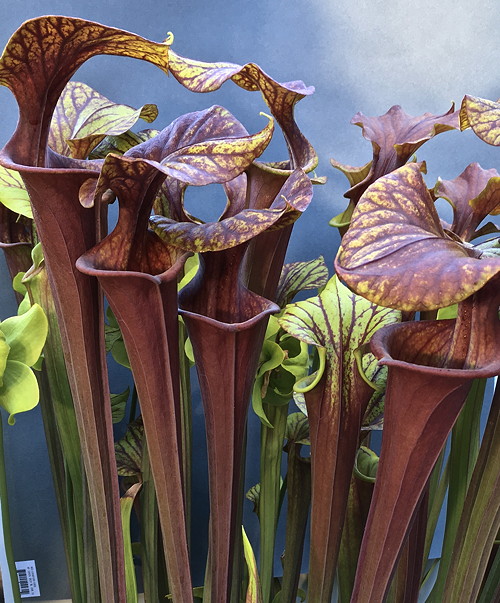 Sarracenia flava var. rubricorpa