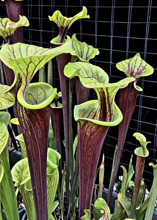 Sarracenia flava var. rubricorpa