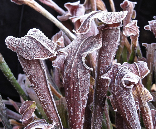 Sarracenia plastic bog