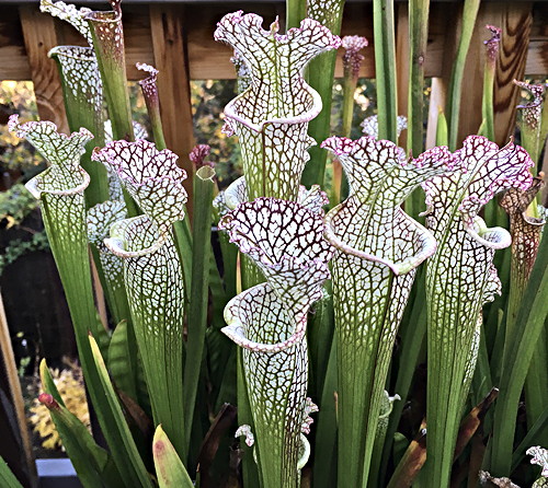 Sarracenia leucophylla