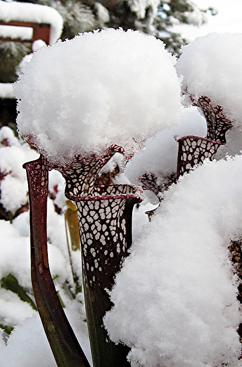 Sarracenia