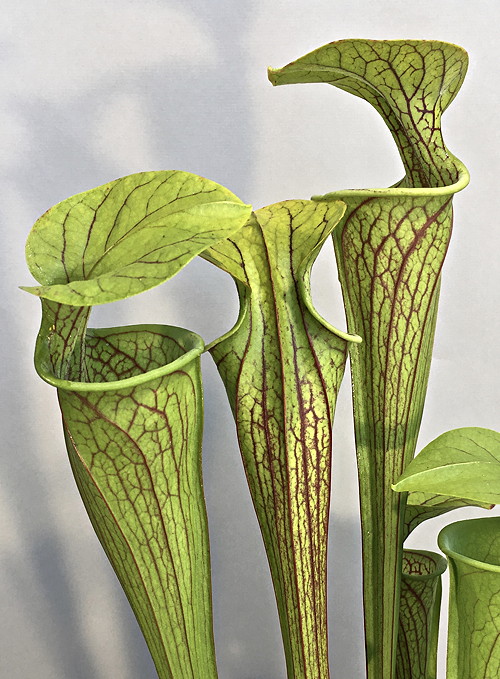 Sarracenia oreophila