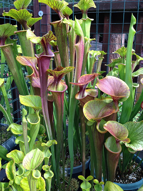 Sarracenia